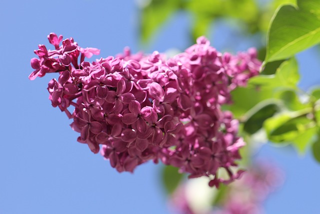 Read more about the article Lilac flowers and bushes