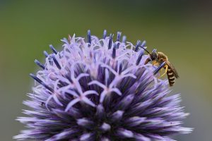 Read more about the article Three Ideas for Low-Maintenance Pollinator Gardens