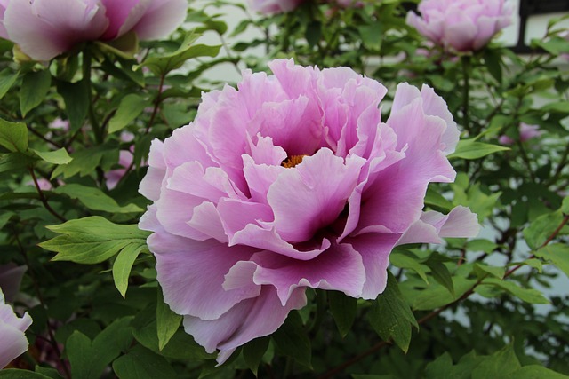 You are currently viewing How to cultivate ideal peonies