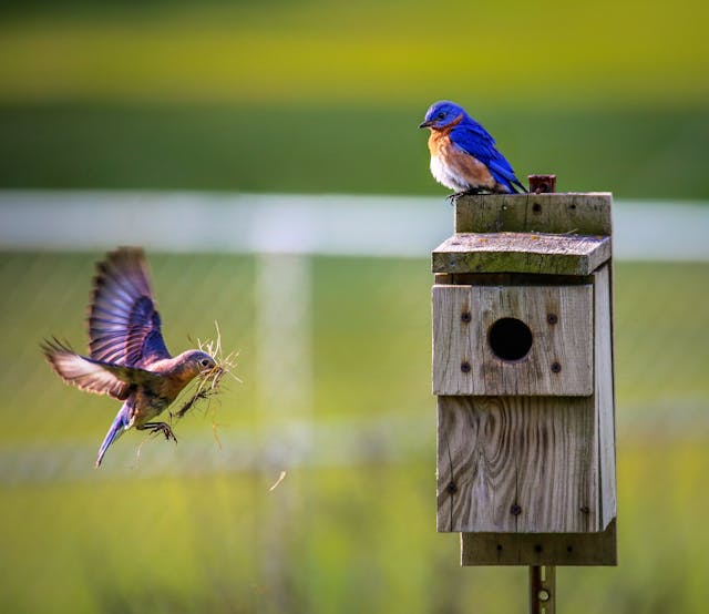 You are currently viewing How to Get Birds to Come to Your Yard’s Feeder