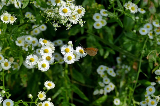 You are currently viewing How to Design a Stunning Pollinator Garden That Is Able to Support Bees and Butterflies