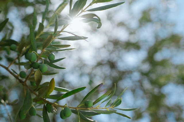 You are currently viewing How to cultivate an olive tree